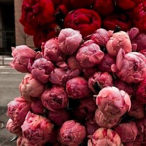 Meet your Posher, Virali